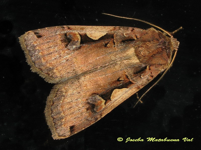 Xestia c-nigrum - Noctuidae